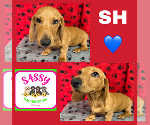 Dachshund Puppy for sale in BENNINGTON, OK, USA