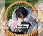 Puppy Praline Aussiedoodle Miniature