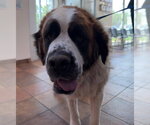 Small #2 Saint Bernard Mix
