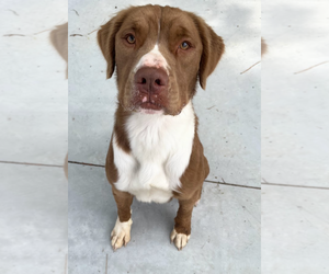 American Pit Bull Terrier-Retriever  Mix Dogs for adoption in Oakhurst, NJ, USA