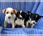 Small #2 Chihuahua