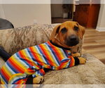 Small #1 Dachshund Mix