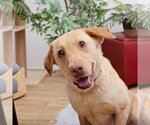 Small Photo #1 Labrador Retriever-Unknown Mix Puppy For Sale in Los Angeles, CA, USA
