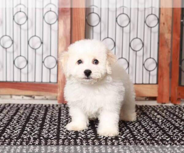 Medium Photo #2 Bichpoo Puppy For Sale in NAPLES, FL, USA