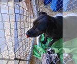Small Photo #7 American Pit Bull Terrier-Labrador Retriever Mix Puppy For Sale in Monte Vista, CO, USA
