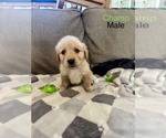 Puppy Champ Golden Retriever