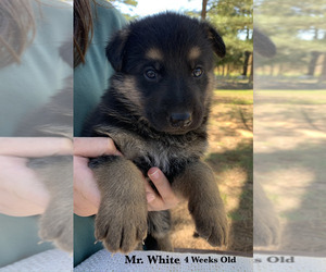 German Shepherd Dog Puppy for sale in PICKENS, MS, USA