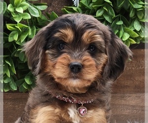 Cavapoo Puppy for sale in LOOGOOTEE, IN, USA