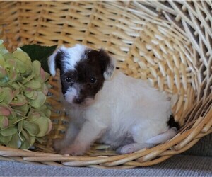 Jack Russell Terrier-Poodle (Toy) Mix Puppy for sale in FREDERICKSBG, OH, USA
