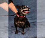 Small #11 Chihuahua Mix