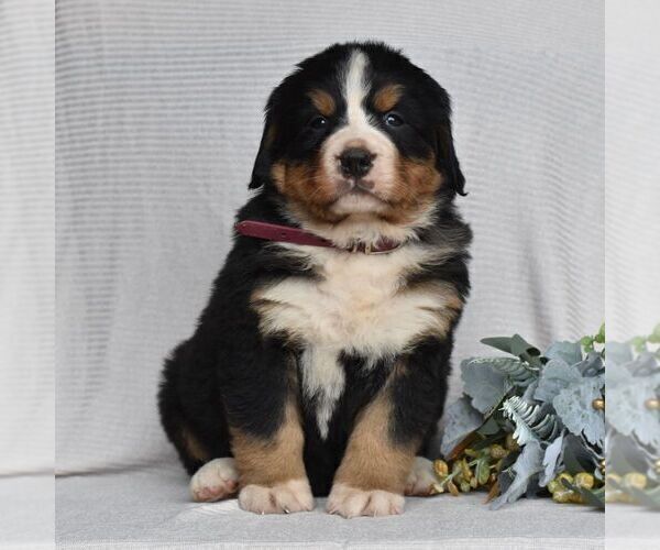 Medium Photo #3 Bernese Mountain Dog Puppy For Sale in MILLERSTOWN, PA, USA