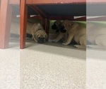 Small #8 Mastiff