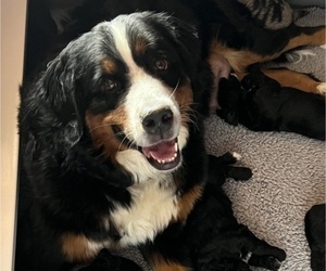 Mother of the Bernedoodle puppies born on 03/30/2023