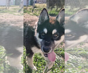 German Shepherd Dog-Unknown Mix Dogs for adoption in Modesto, CA, USA