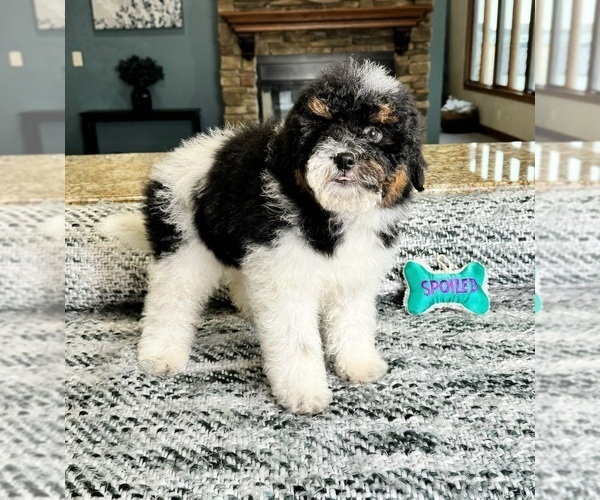 Medium Photo #3 Bernedoodle (Miniature) Puppy For Sale in GREENWOOD, IN, USA