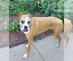 Small #4 Boxer