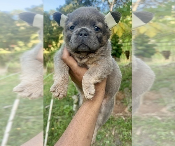 Medium Photo #12 French Bulldog Puppy For Sale in MIAMI BEACH, FL, USA