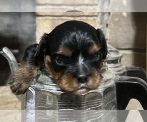Cavalier King Charles Spaniel Puppy for sale in ATOKA, OK, USA