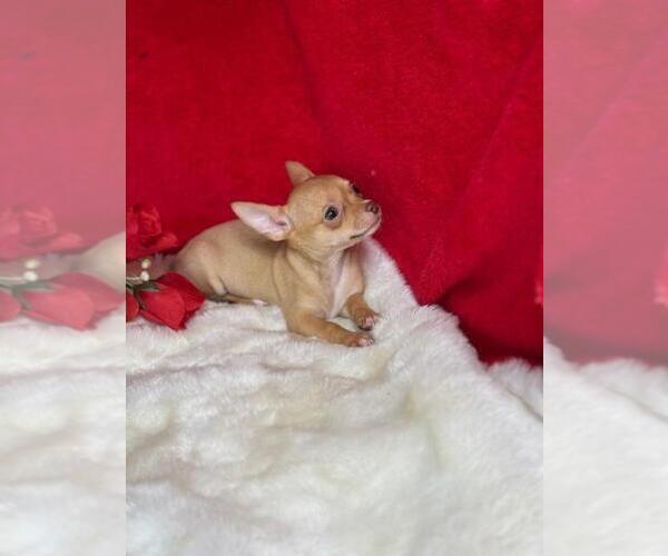 Medium Photo #1 Chihuahua Puppy For Sale in NAPLES, FL, USA