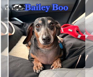Bailey Boo - Female Dachshund Dog for Adoption - Photo #11