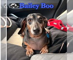 Small Photo #11 Dachshund Puppy For Sale in San Antonio, TX, USA