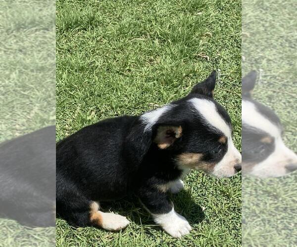 Medium Photo #5 Cowboy Corgi Puppy For Sale in BRIGGSDALE, CO, USA