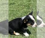 Small Photo #5 Cowboy Corgi Puppy For Sale in BRIGGSDALE, CO, USA