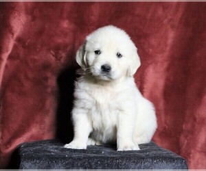 English Cream Golden Retriever Puppy for sale in FREDERICKSBG, OH, USA