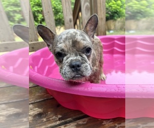 French Bulldog Puppy for sale in CONYERS, GA, USA