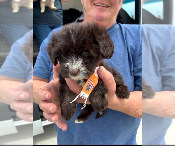 Medium Photo #3 Poodle (Miniature)-Unknown Mix Puppy For Sale in Lakewood, CO, USA