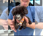 Small #2 Poodle (Miniature) Mix