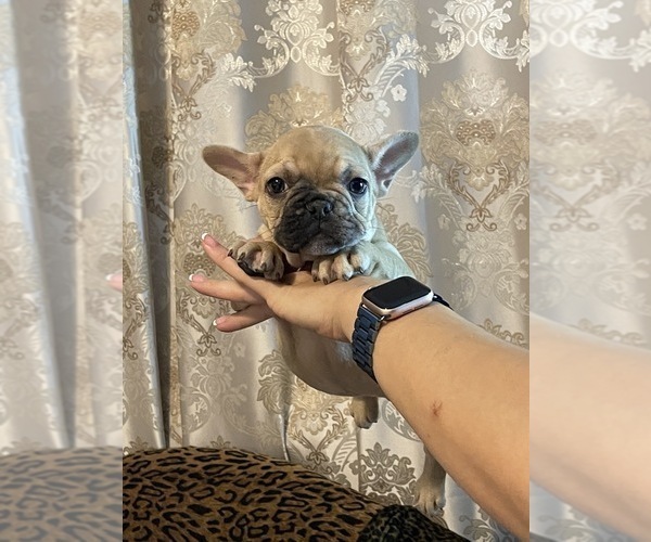 Medium Photo #6 French Bulldog Puppy For Sale in JACKSONVILLE, FL, USA