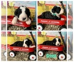 Small Photo #10 Bernedoodle Puppy For Sale in CONCORD, NC, USA