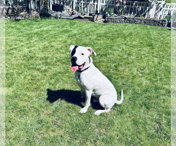 Medium Photo #6 Boxer-Unknown Mix Puppy For Sale in Stanwood, WA, USA