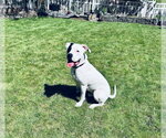 Small #5 Boxer Mix