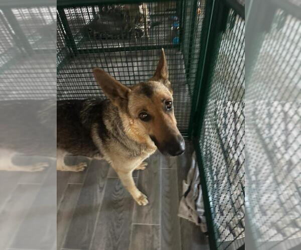 Medium Photo #1 German Shepherd Dog-Unknown Mix Puppy For Sale in Calgary, Alberta, Canada