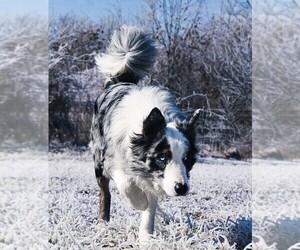 Father of the Border Collie puppies born on 09/30/2025