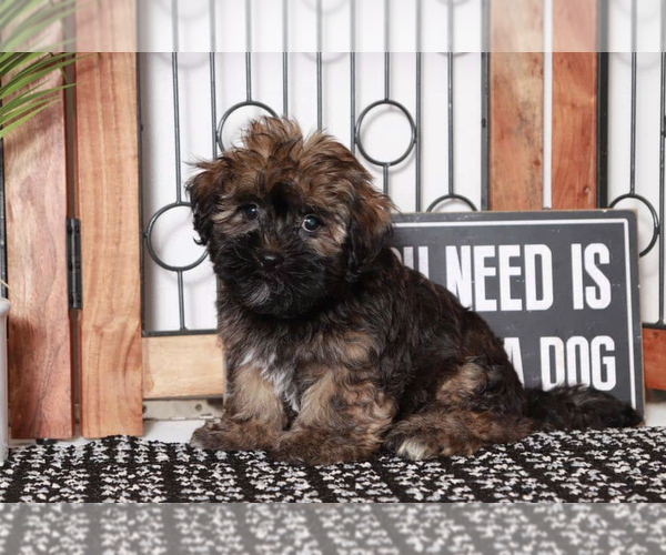 Medium Photo #2 Havanese Puppy For Sale in NAPLES, FL, USA