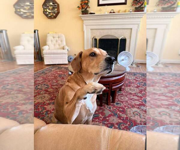 Medium Photo #11 Labbe Puppy For Sale in Arlington, VA, USA