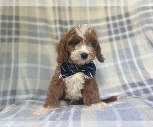 Cavapoo Puppy for sale in LAKELAND, FL, USA