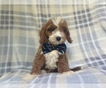Small Cavapoo