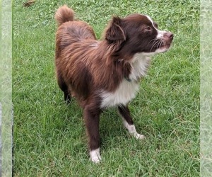 Mother of the Miniature Australian Shepherd puppies born on 01/22/2024