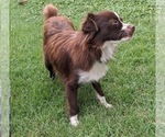 Small Photo #1 Miniature Australian Shepherd Puppy For Sale in BROOKER, FL, USA