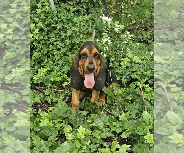 Medium Photo #8 Bloodhound Puppy For Sale in TOCCOA, GA, USA