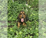 Small #7 Bloodhound