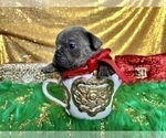 Small Photo #68 French Bulldog Puppy For Sale in HAYWARD, CA, USA