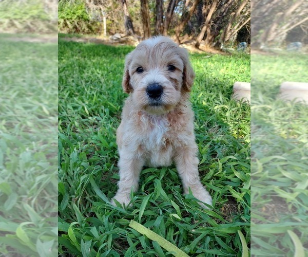 Medium Photo #11 Bordoodle Puppy For Sale in COPPERAS COVE, TX, USA