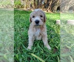 Small Photo #11 Bordoodle Puppy For Sale in COPPERAS COVE, TX, USA