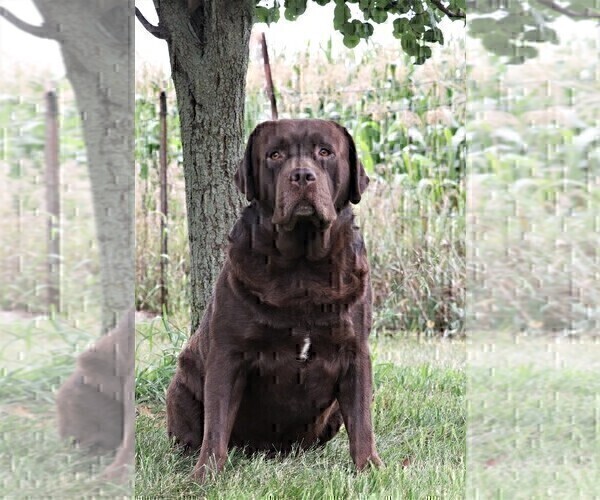 Medium Photo #1 Labrador Retriever Puppy For Sale in SYRACUSE, IN, USA