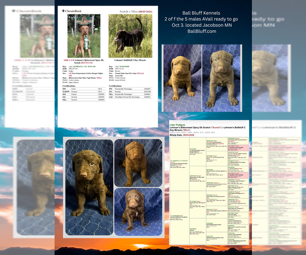 Medium Photo #1 Chesapeake Bay Retriever Puppy For Sale in JACOBSON, MN, USA
